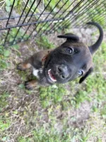 Rogue, a female Belgian Malinois for sale in Saint Cloud, FL – 3 of 5