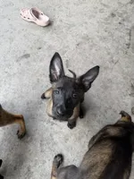 Shelby, a female Belgian Malinois for sale in Saint Cloud, FL – 2 of 5