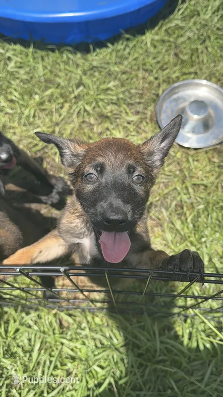 Rogue – Belgian Malinois puppy for sale in Saint Cloud, FL
