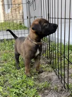 Rogue, a female Belgian Malinois for sale in Saint Cloud, FL – 2 of 5