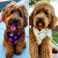 Poppy, a female Miniature Goldendoodle for sale in Wilton, CA – Photo 2 of 2