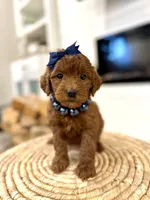 Poppy, a female Miniature Goldendoodle for sale in Wilton, CA – Photo 1 of 2