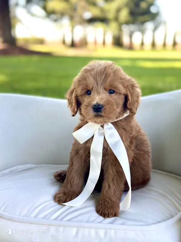 Rolex – Miniature Goldendoodle puppy for sale in Wilton, CA