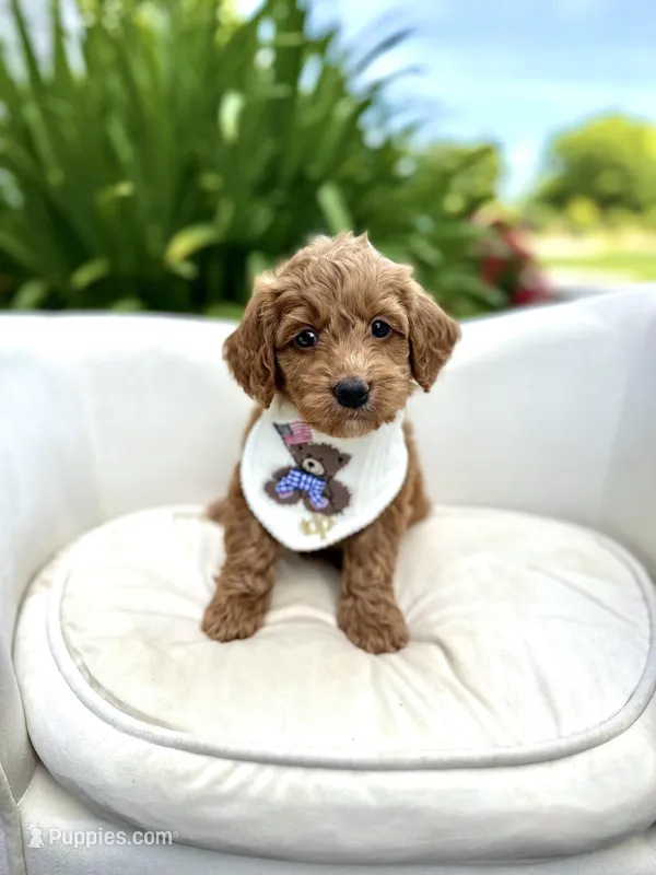 Gucci – Cockapoo puppy for sale in Wilton, CA