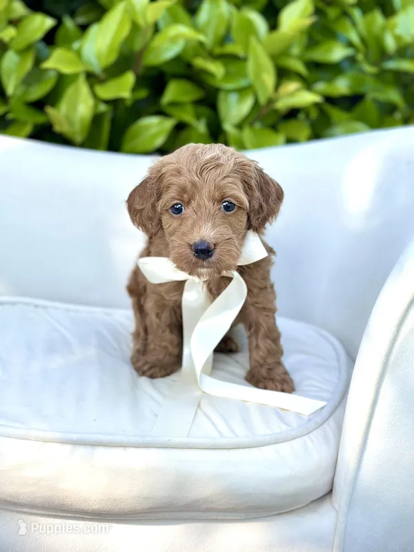 Gucci – Cockapoo puppy for sale in Wilton, CA