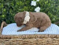 Catalina, a female Miniature Goldendoodle for sale in Wilton, CA – 2 of 2
