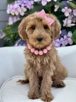 Chloe, a female Miniature Goldendoodle for sale in Wilton, CA – Photo 2 of 2