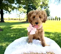 Chloe, a female Miniature Goldendoodle for sale in Wilton, CA – Photo 1 of 2