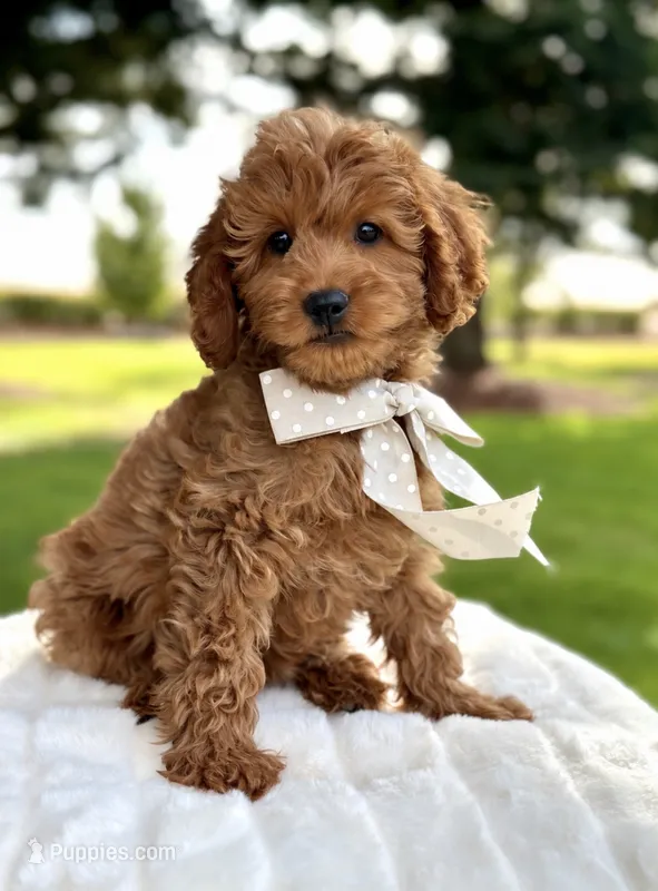 Siena – Miniature Goldendoodle puppy for sale in Wilton, CA