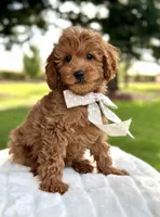 Siena, a female Miniature Goldendoodle for sale in Wilton, CA – 1 of 4