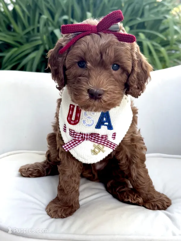Laguna – Miniature Goldendoodle puppy for sale in Wilton, CA