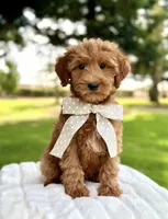Capri, a female Miniature Goldendoodle for sale in Wilton, CA – 1 of 3