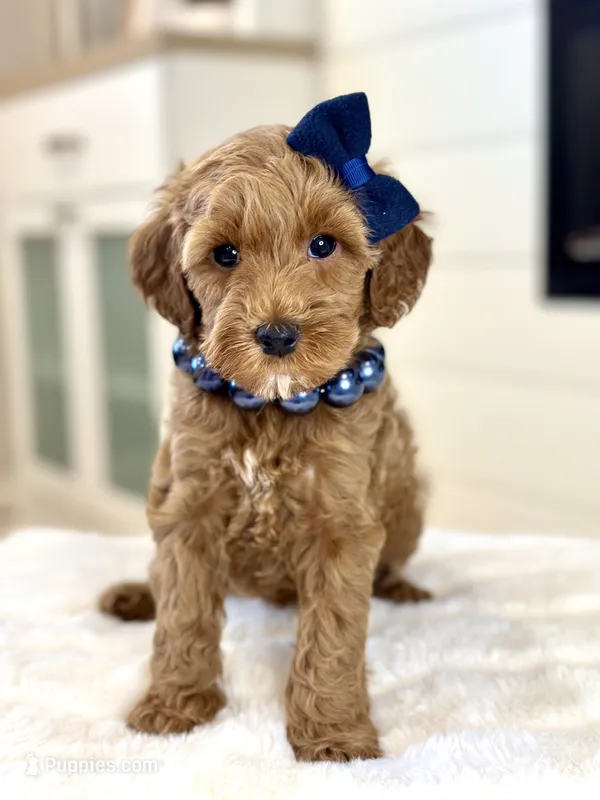 Daisy – Cavapoo puppy for sale in Wilton, CA
