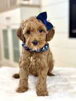 Daisy, a female Cavapoo for sale in Wilton, CA – 1 of 1