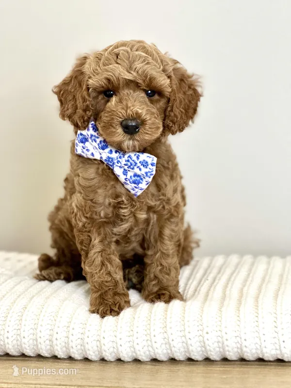 Cyrus – Cavapoo puppy for sale in Wilton, CA