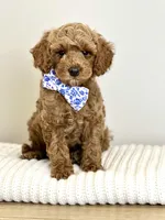 Cyrus, a male Cavapoo for sale in Wilton, CA – Photo 1 of 2