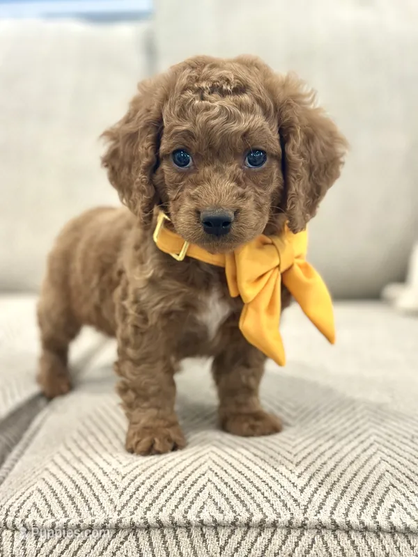 Rocket – Cockapoo puppy for sale in Wilton, CA
