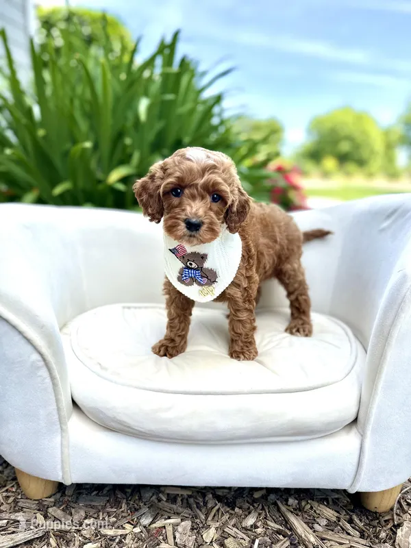 Bentley – Cockapoo puppy for sale in Wilton, CA