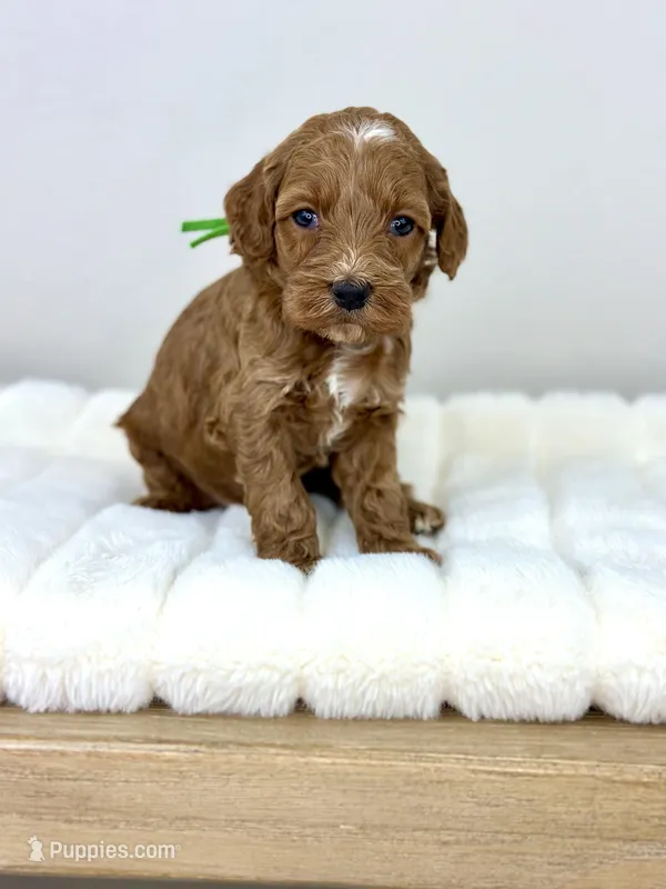 Bentley – Cockapoo puppy for sale in Wilton, CA
