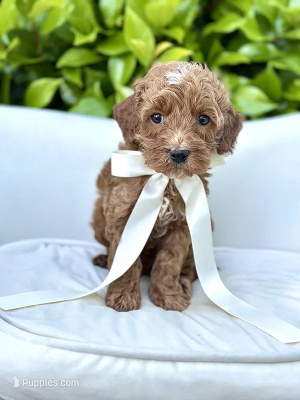 Bentley – Cockapoo puppy for sale in Wilton, CA