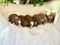 Ollie, a male Miniature Goldendoodle for sale in Wilton, CA – Photo 3 of 4