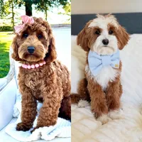 Ollie, a male Miniature Goldendoodle for sale in Wilton, CA – Photo 4 of 4