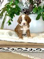 Ollie, a male Miniature Goldendoodle for sale in Wilton, CA – Photo 1 of 4