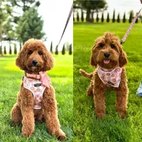 Rocky, a male Cavapoo for sale in Wilton, CA – Photo 3 of 3