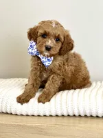 Rocky, a male Cavapoo for sale in Wilton, CA – Photo 1 of 3