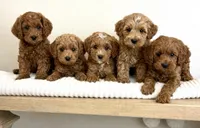 Rocky, a male Cavapoo for sale in Wilton, CA – Photo 2 of 3