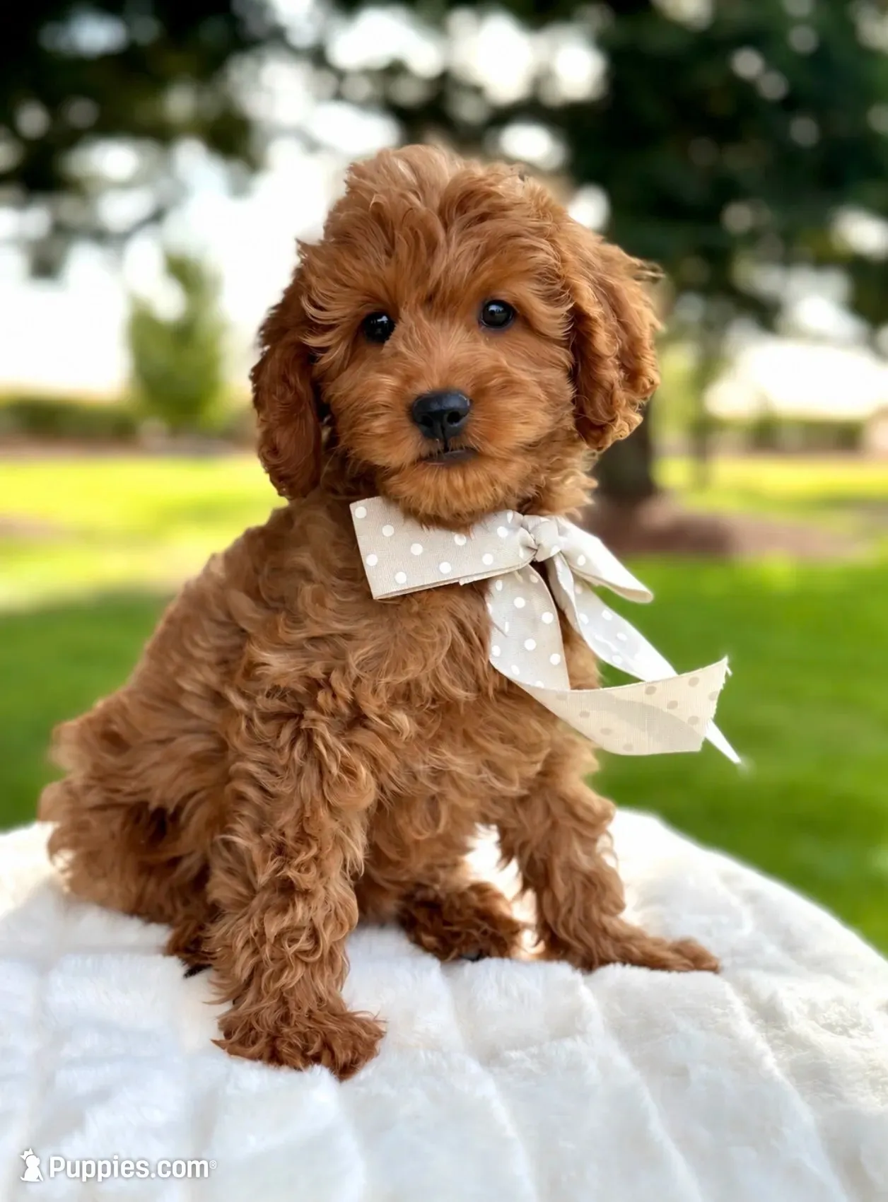 Siena, a female Miniature Goldendoodle for sale in Wilton, CA – 4 of 4