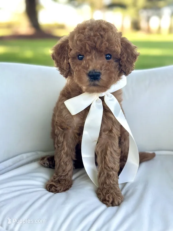 Prada – Miniature Goldendoodle puppy for sale in Wilton, CA