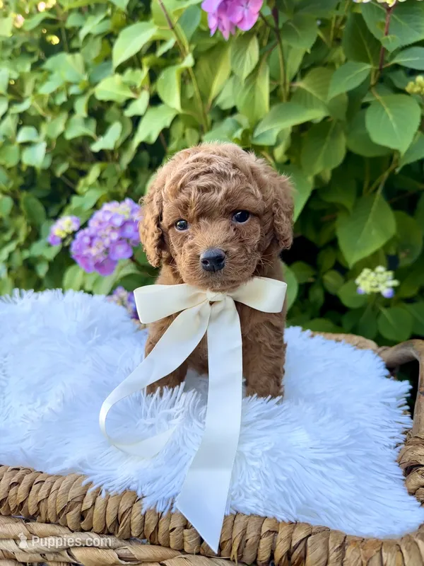 Rocket – Cockapoo puppy for sale in Wilton, CA