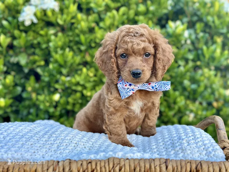 Rocket – Cockapoo puppy for sale in Wilton, CA