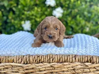 Laguna, a female Miniature Goldendoodle for sale in Wilton, CA – 1 of 2