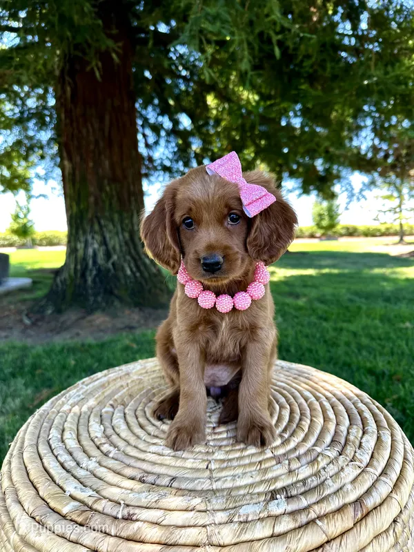 Catalina – Miniature Goldendoodle puppy for sale in Wilton, CA