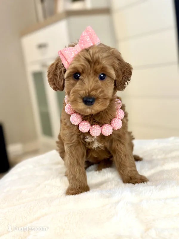 Oakley – Cavapoo puppy for sale in Wilton, CA