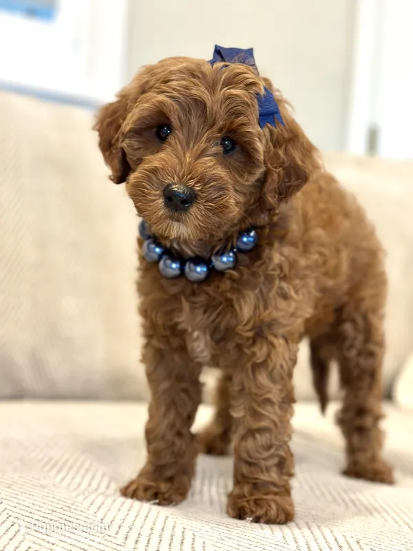 Scarlet – Cavapoo puppy for sale in Wilton, CA