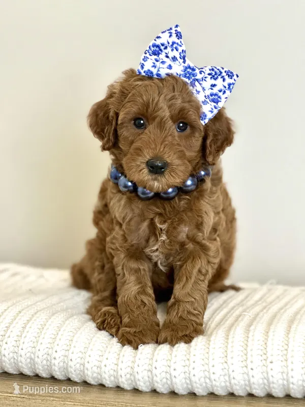 Scarlet – Cavapoo puppy for sale in Wilton, CA