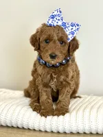 Scarlet, a female Cavapoo for sale in Wilton, CA – Photo 1 of 2