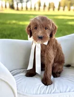 Armani, a male Miniature Goldendoodle for sale in Wilton, CA – 1 of 1