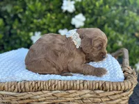Laguna, a female Miniature Goldendoodle for sale in Wilton, CA – 2 of 2