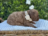 Sierra, a female Miniature Goldendoodle for sale in Wilton, CA – 2 of 2