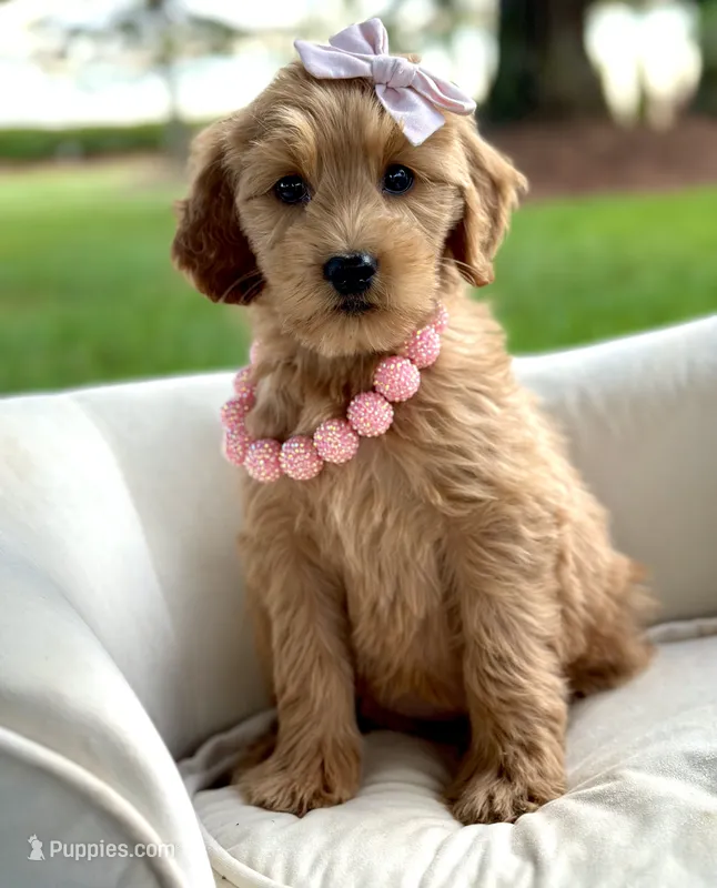 Daisy – Miniature Goldendoodle puppy for sale in Wilton, CA