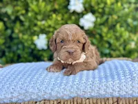 Catalina, a female Miniature Goldendoodle for sale in Wilton, CA – 1 of 2