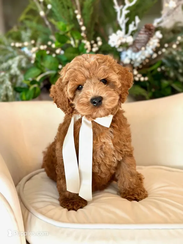 Little Bear – Cockapoo puppy for sale in Wilton, CA