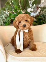 Little Bear, a male Cockapoo for sale in Wilton, CA – 1 of 1