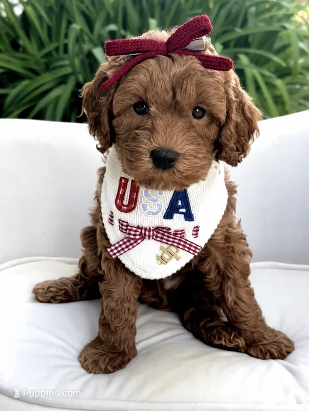 Laguna – Miniature Goldendoodle puppy for sale in Wilton, CA