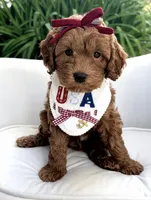 Laguna, a female Miniature Goldendoodle for sale in Wilton, CA – 1 of 5