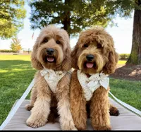 Bella, a female Miniature Goldendoodle for sale in Wilton, CA – 3 of 3